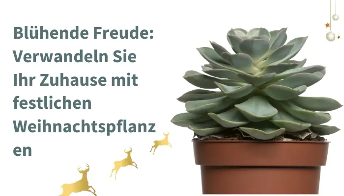 Blühende Freude: Verwandeln Sie Ihr Zuhause mit festlichen Weihnachtspflanzen
